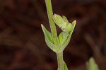 Royal catchfly