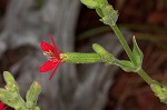 Royal catchfly