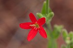 Royal catchfly