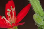 Royal catchfly