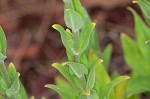 Royal catchfly