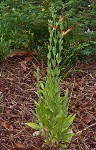 Royal catchfly