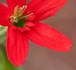 Royal catchfly