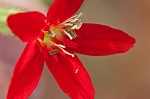 Royal catchfly