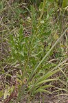 Compass plant