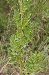 Compass plant