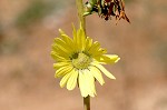 Compass plant