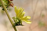 Compass plant