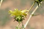 Compass plant