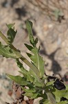 Compass plant