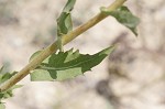 Compass plant