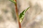 Compass plant