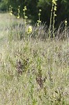 Compass plant