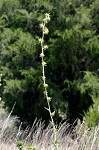 Compass plant