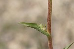 Compass plant