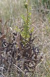 Compass plant