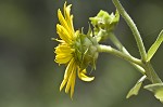 Whorled rosinweed