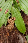 False Solomon's-seal