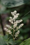 False Solomon's-seal