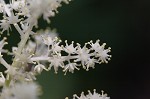 False Solomon's-seal