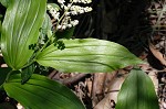 False Solomon's-seal