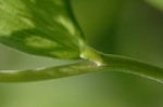 False Solomon's-seal