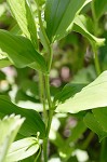 False Solomon's-seal