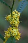 Mountain decumbent goldenrod