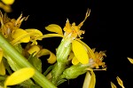 Mountain decumbent goldenrod