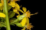 Mountain decumbent goldenrod