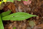 Mountain decumbent goldenrod