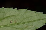 Mountain decumbent goldenrod