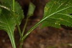 Zigzag goldenrod