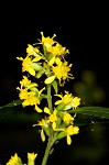 Zigzag goldenrod