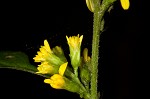 Zigzag goldenrod