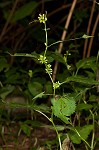 Zigzag goldenrod