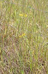 Stiff-leaved goldenrod