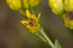 Stiff-leaved goldenrod