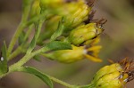 Stiff-leaved goldenrod