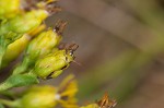 Stiff-leaved goldenrod