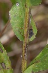 Stiff-leaved goldenrod