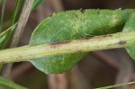 Stiff-leaved goldenrod