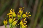 Stiff-leaved goldenrod