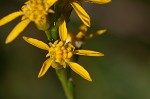 Wand goldenrod