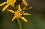 Wand goldenrod