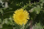 Spiney sowthistle