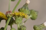 Spiney sowthistle