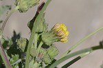 Spiney sowthistle