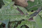 Spiney sowthistle