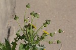 Spiney sowthistle